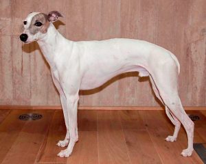 Alabastas Cassius - Whippet