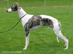 Arwen Bohemian Rhapsody by crescendo