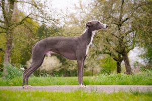 Blue Baron of lordly essence - Whippet