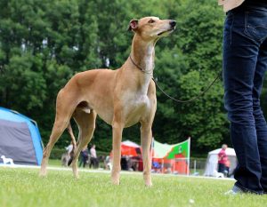 Tahuara's Conversano