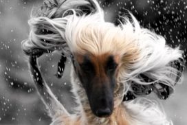 Afghanischer Windhund