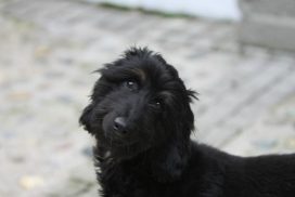 Afghanischer Windhund