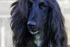 Afghanischer Windhund