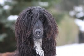 Afghanischer Windhund