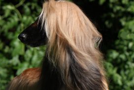 Afghanischer Windhund