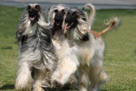 Afghanische Windhunde