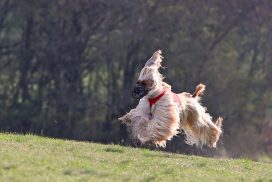 Afghanischer Windhund