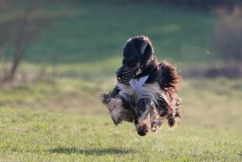 Afghanischer Windhund