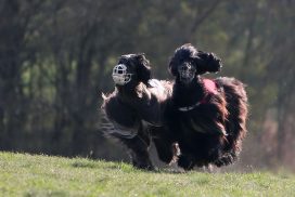 Afghanischer Windhund