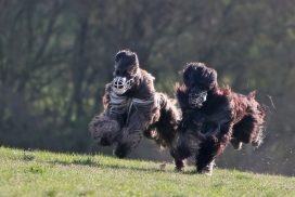 Afghanischer Windhund