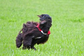 Afghanischer Windhund