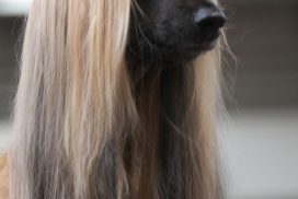 Afghanischer Windhund