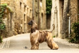 Afghanischer Windhund