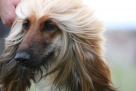 Afghanischer Windhund