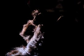 Afghanischer Windhund