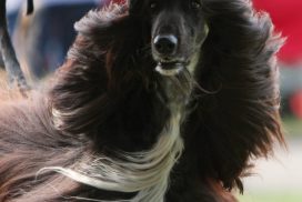 Afghanischer Windhund