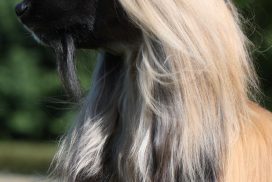 Afghanischer Windhund