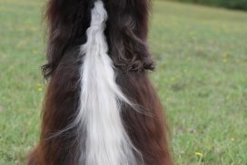 Afghanischer Windhund