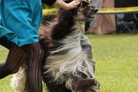 Afghanischer Windhund