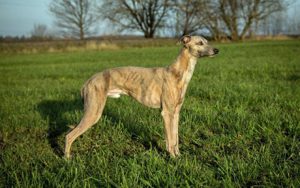 Alistair of lordly essence - Whippet