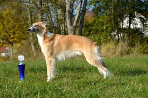 Avi (Müller) - Silken Windsprite