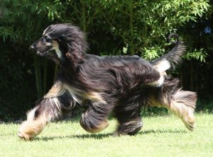 Afghanischer Windhund