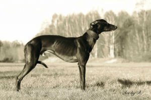 Baltimore von Svantevit - Whippet