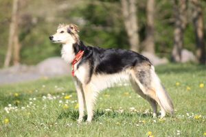 Bendix (Zumdick) - Silken Windsprite