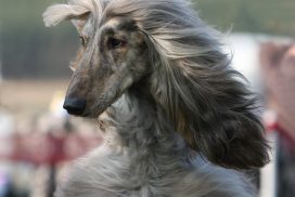 Afghanischer Windhund