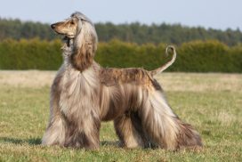 Afghanischer Windhund