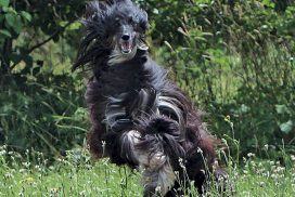 Afghanischer Windhund