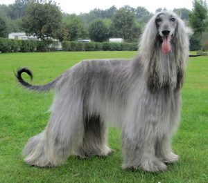 Celestian Arthur - Afghanischer Windhund