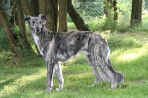 Dagur (Grigoleit) - Silken Windsprite