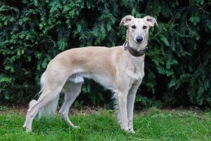 Drifandi (Michalski) - Silken Windsprite