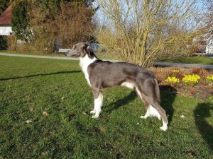 Duke like a Pearl in the Sun - Silken Windsprite