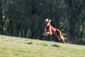 Afghanischer Windhund