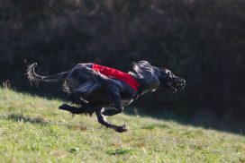 Afghanischer Windhund