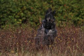 Afghanischer Windhund