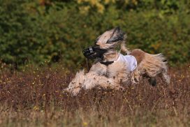 Afghanischer Windhund