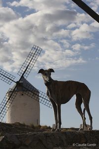 Galgo Espanol