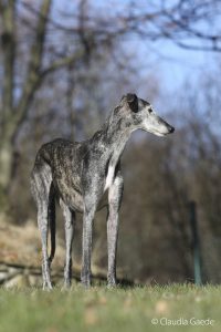 Galgo Espanol