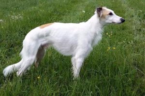 Glück (Eder) - Silken Windsprite