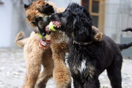 Afghanischer Windhund