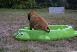 Afghanischer Windhund