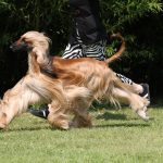 Afghanischer Windhund