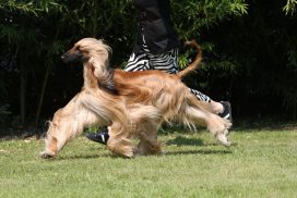 Afghanischer Windhund