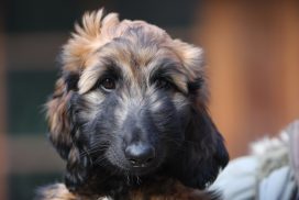 Afghanischer Windhund