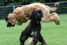 Afghanischer Windhund