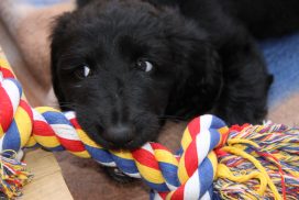 Afghanischer Windhund