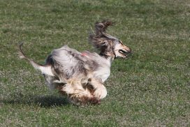 Afghanischer Windhund